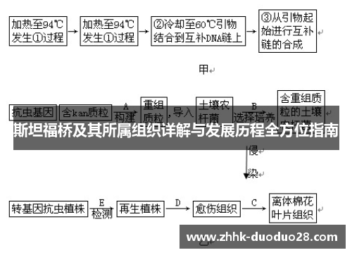 斯坦福桥及其所属组织详解与发展历程全方位指南
